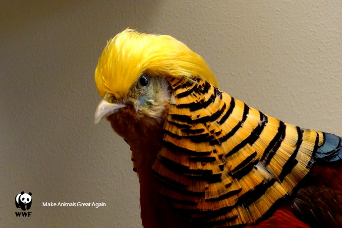 WWF: The Trump bird