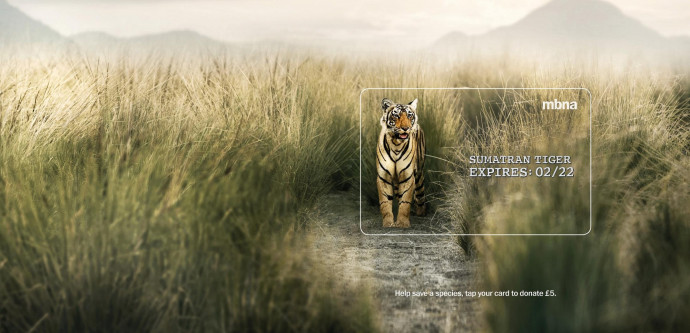 MBNA: Expires - Sumatran Tiger