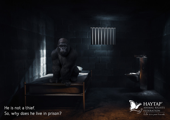 Haytap: Prison of Innocence, 2
