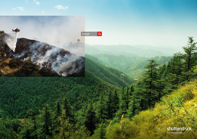 Shutterstock: Tags (Forest)