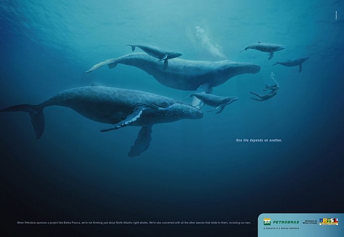 Petrobras: Whales