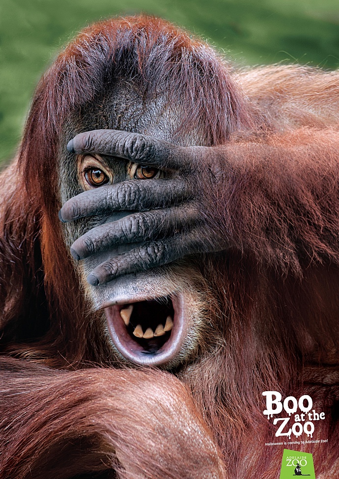 Zoos SA: Boo at the zoo - orangutan