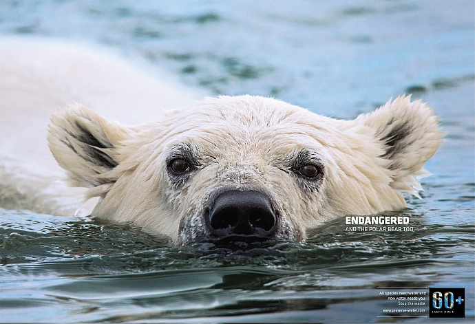 Earth Hour: Polar bear