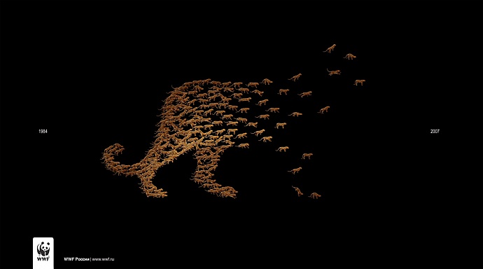 WWF: Leopards