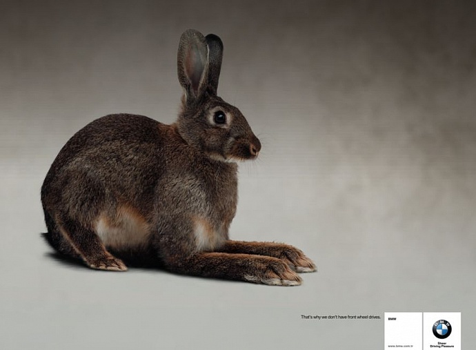 BMW: Rabbit