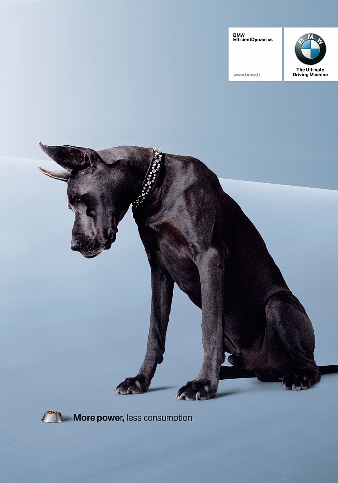 BMW: Dog