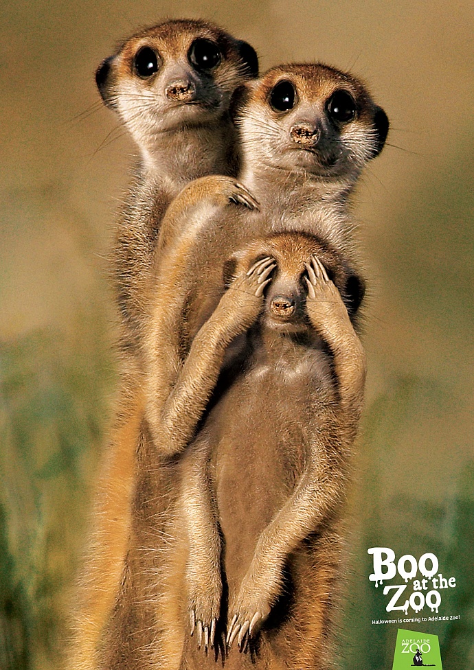 Zoos SA: Boo at the zoo - meerkats