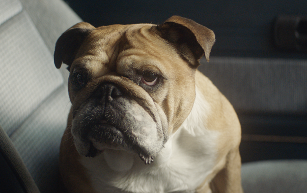 Bulldog show they understand how men think with new brand campaign by adam&eveDDB