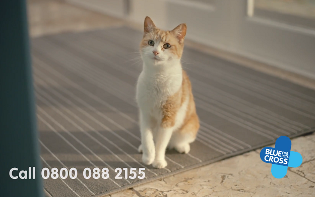 Pet charity Blue Cross airs first Legacy TV advert fronted by pledger and actress Pam Ferris