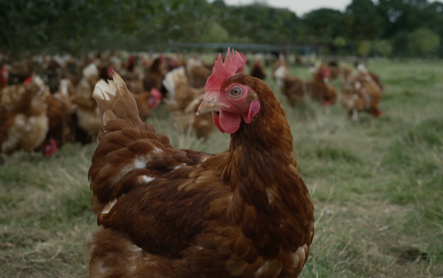 Leo Burnett London celebrates the farmers and the quality ingredients behind McDonald's