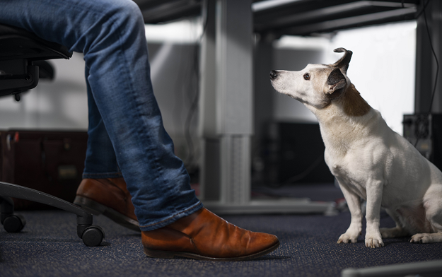 Menzis and DDB & Tribal Amsterdam match rescued dogs with employees to reduce their stress levels