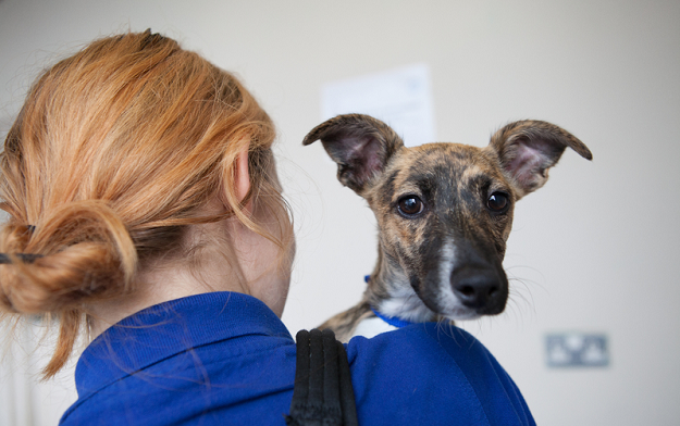 Battersea Dogs & Cats Home appoints Blue State as strategic digital partner 