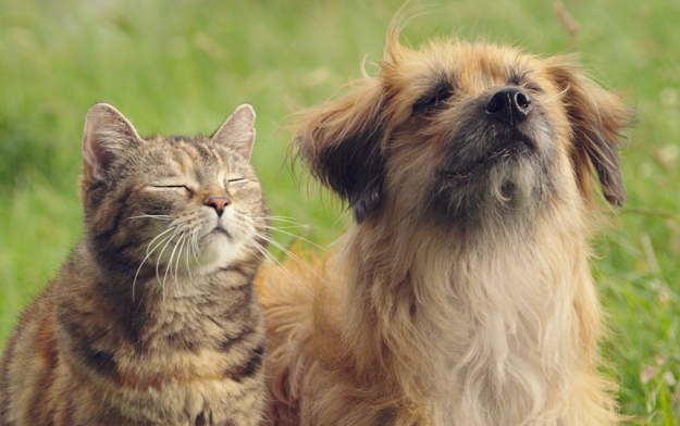 Mars Petcare Has Pets #Wellchuffed With Their Firm Poos In New Campaign for James Wellbeloved Range