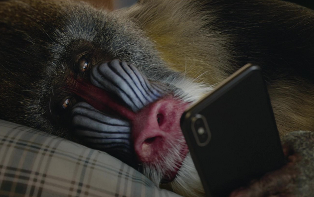 A Burned Out Mandrill Proves There's More to Life Than the Daily Grind in Tajawal Travel Spot