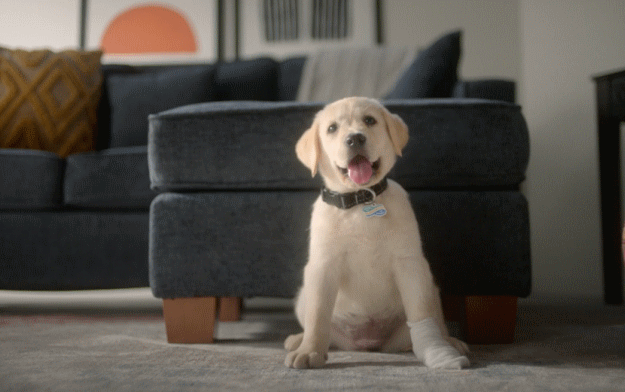 Intermark Group Taps Pet Testimonials for Physicians Mutual Pet Insurance Commercials