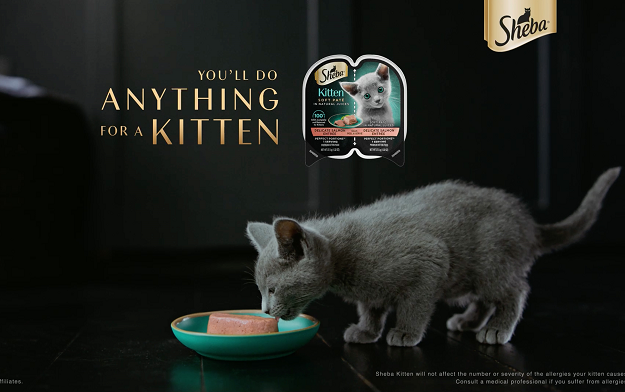 Sheba cat food outlet for kittens