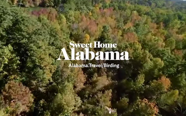 Intermark Group's Alabama Tourism Department Campaign is for the Birders