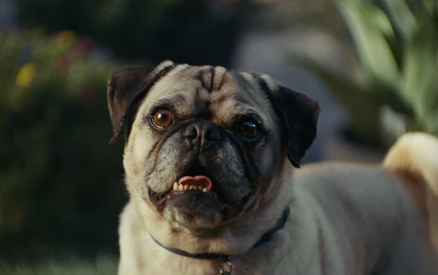 Chewy's New Ad Campaign Captures the Comedy & Chaos of Life with Pets