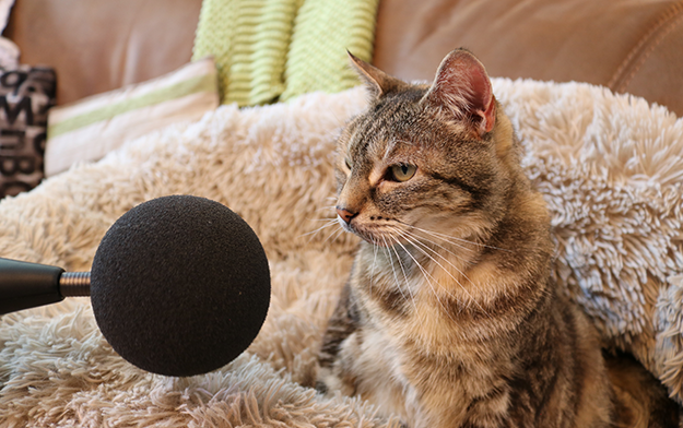 Bella, a Moggie Cat from Cambridgeshire, Sets new GUINNESS WORLD RECORDS® Title for "Loudest Purr By A Domestic Cat"