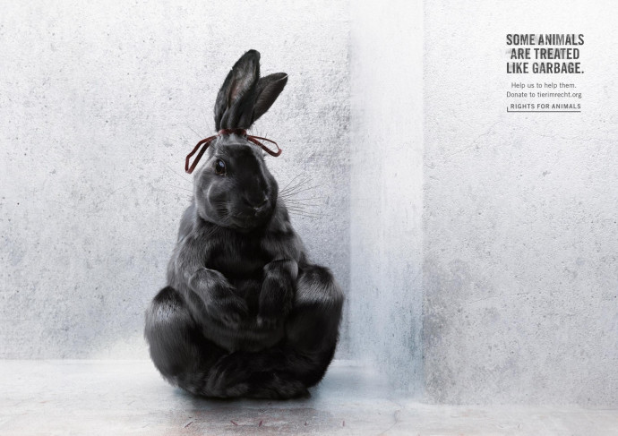 Foundation Tier im Recht: Rabbit