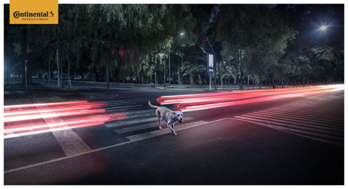 Continental: Lights dog