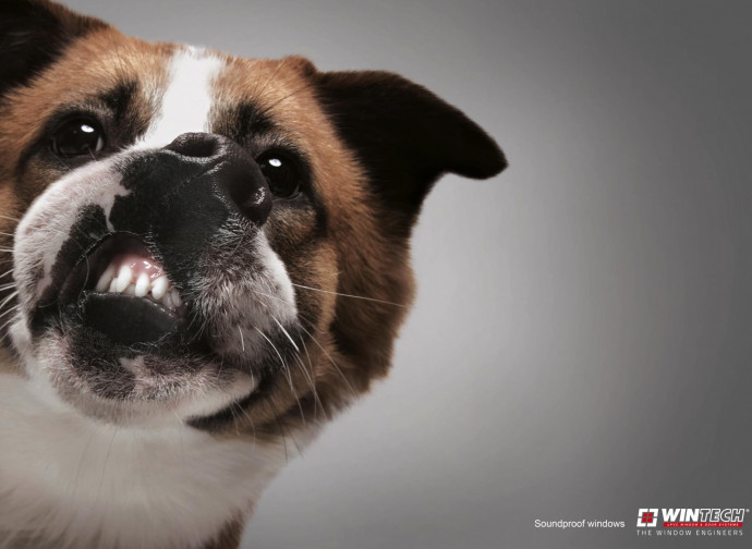 NCL Wintech: Dog