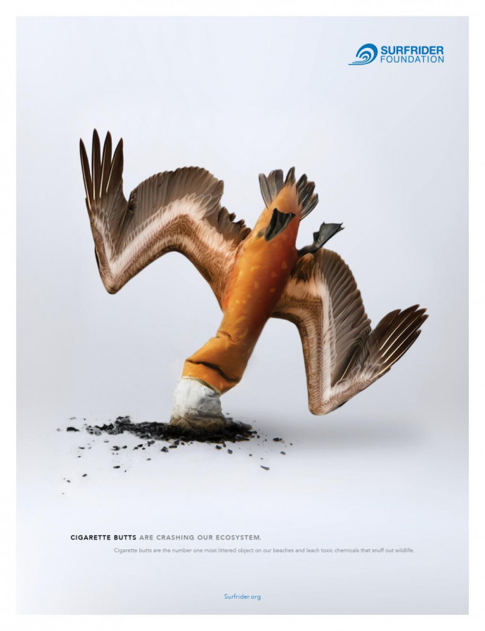 Surfrider Foundation: Bird