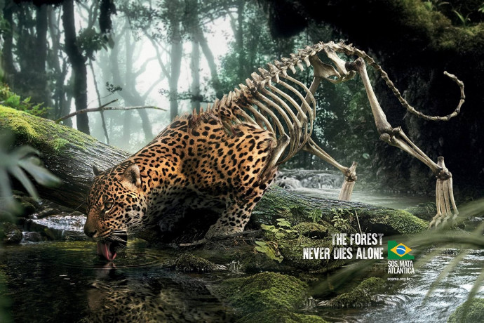SOS Mata Atlantica: Leopard