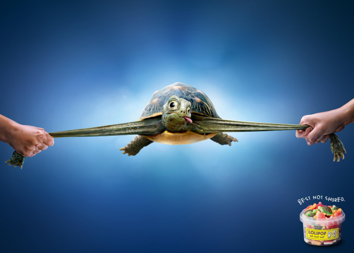 Lolipop: Turtle