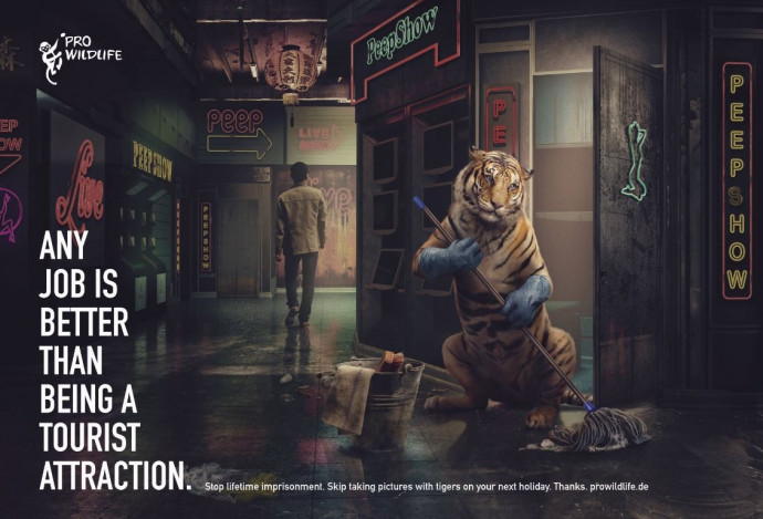 Pro Wildlife: Tiger