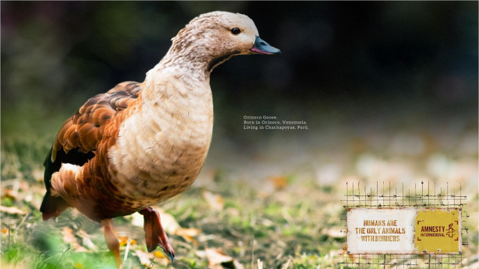 Amnesty International: Animal Borders, 3