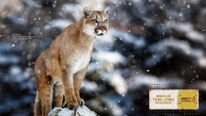 Amnesty International: Animal Borders, 8