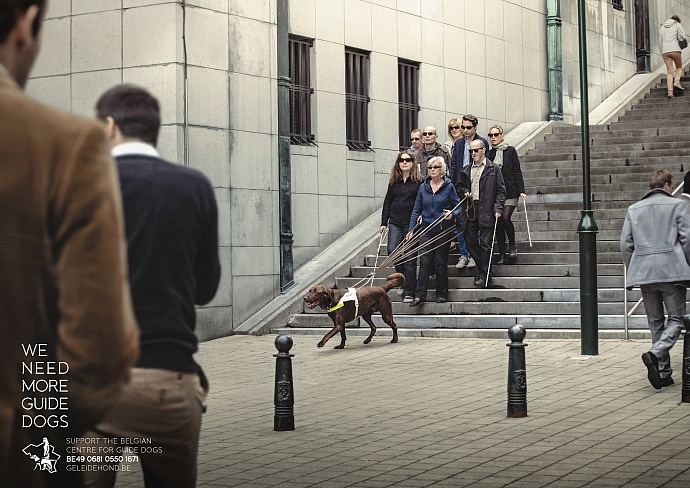 Belgian Centre for Guide Dogs: Steps