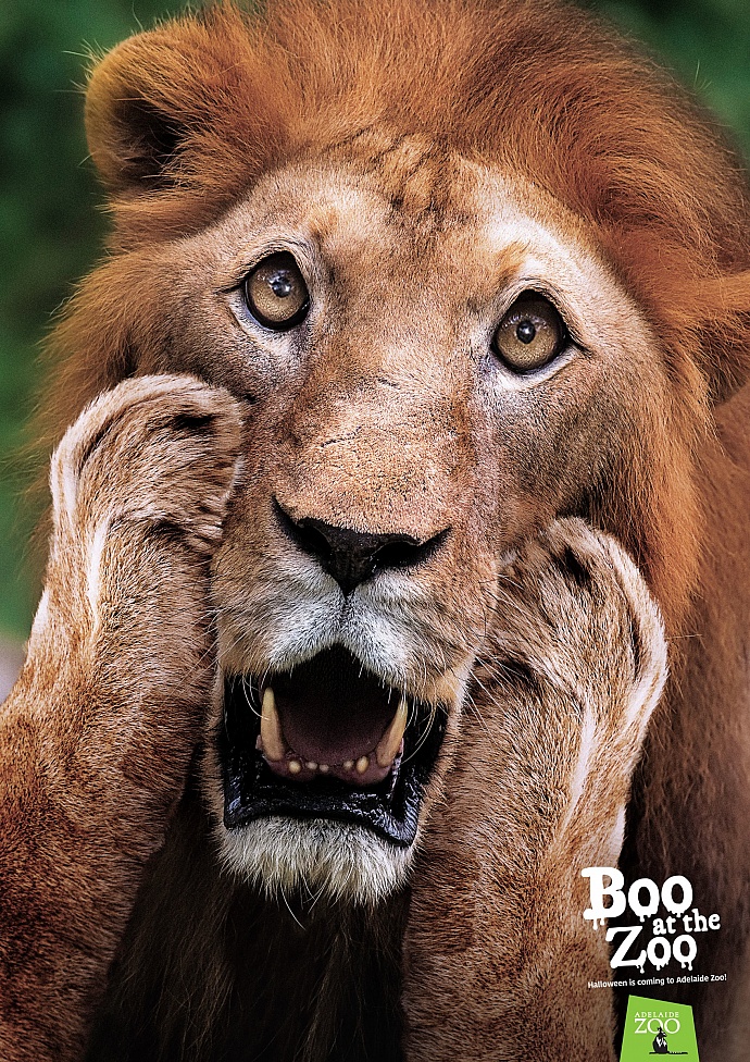 Zoos SA: Boo at the zoo - lion