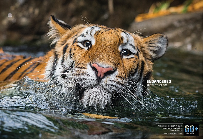 Earth Hour: Tiger