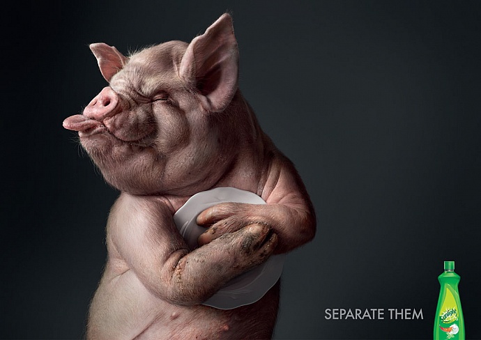 Sunlight: Pig