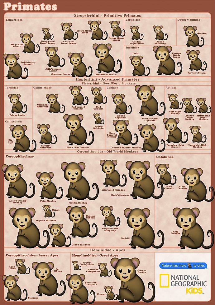 National Geographic Kids: Primates