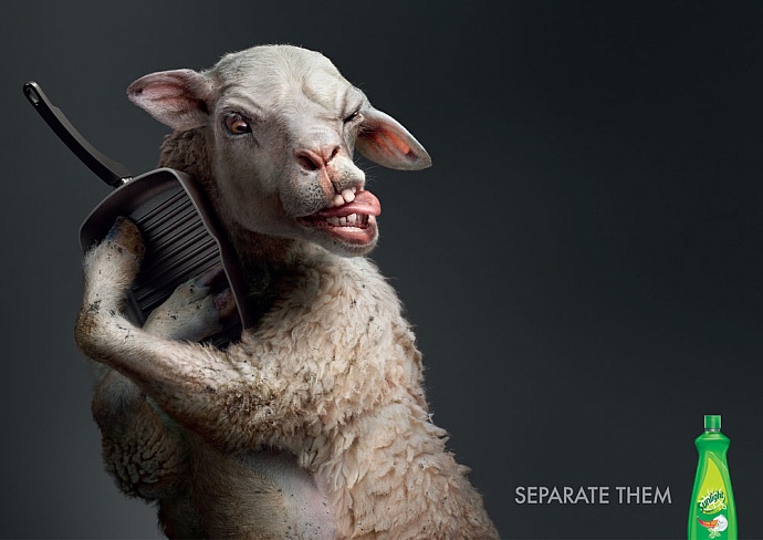 Sunlight: Lamb