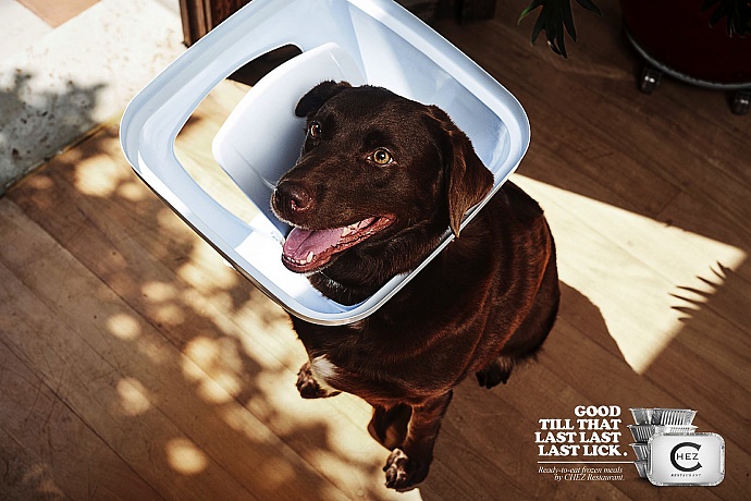 Chez Restaurant: Stuck - Labrador