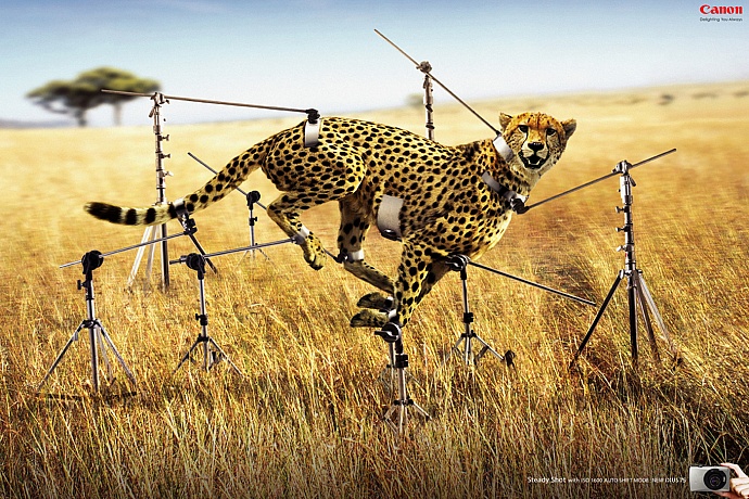 Canon: Cheetah