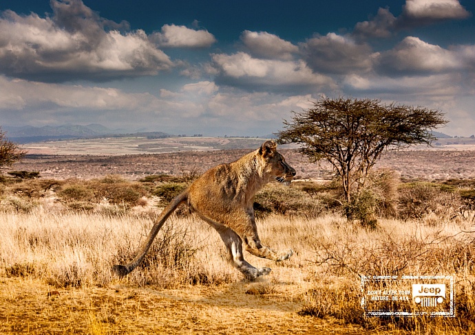 Jeep: Lion