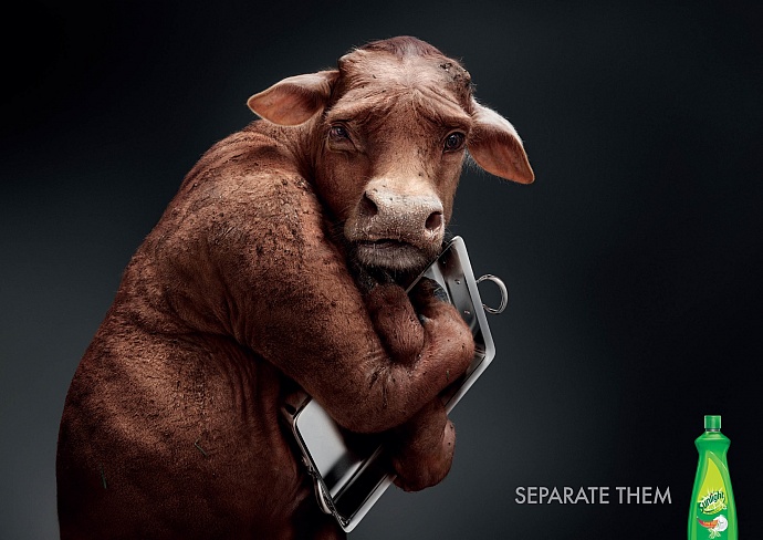 Sunlight: Cow